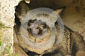 Otocyon or Bat-eared fox