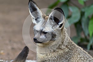 Otocyon Megalotis, Bat-eared fox.