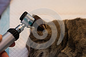 Otoscopic examination of the cat ear with otitis