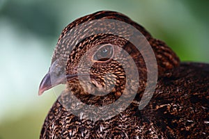 Otragopan Bird