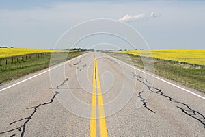 Otrganic Canola farm with a road running through it