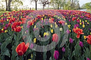 Ottawa Tulip Festival 2019