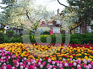 Ottawa Tulip Festival at Dow\'s Lake