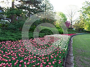 Ottawa Tulip Festival at Dow\'s Lake