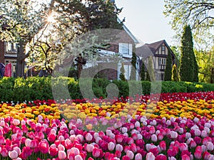 Ottawa Tulip Festival at Dow\'s Lake