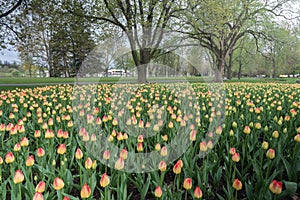 2016 Ottawa Tulip Festival at Dow's Lake