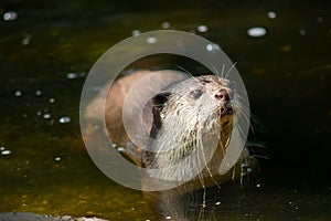 Otter