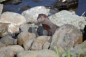 Otter