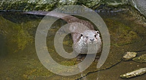 Otter