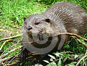 Otter