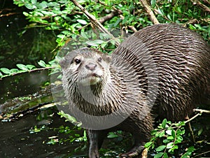 Otter