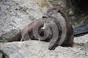 Otter