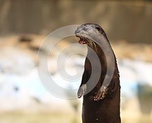 Otter