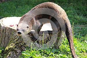 Otter