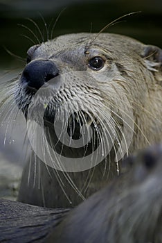 Otter