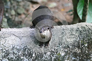 Otter