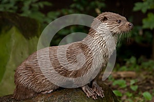 Otter