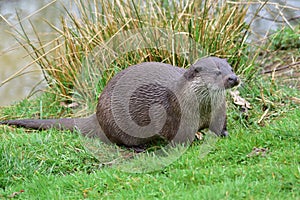 Otter