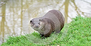 Otter