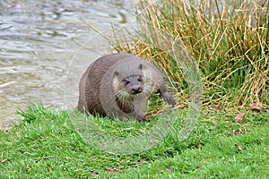 Otter