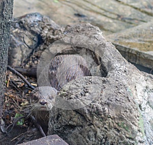 Otter