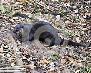 Otter animal stock photo.  Otter animal close-up profile view resting in a bed of foliage