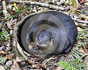 Otter animal stock photo.  Otter animal close-up profile view resting in a bed of foliage