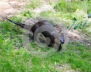 Otter animal Stock Photos.  Otter animal close-up profile view