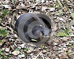 Otter animal Stock Photos.  Otter animal close-up profile view resting on brown leaves and foliage. Image. Portrait. Picture.