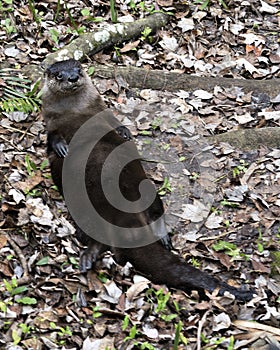 Otter animal Stock Photos.  Otter animal close-up profile view resting on its back. Image. Portrait. Picture. Photo