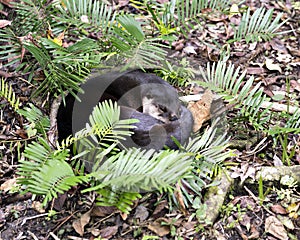 Otter animal Stock Photos.  Otter animal close-up profile view sleeping in foliage. Picture. Image. Portrait. Photo