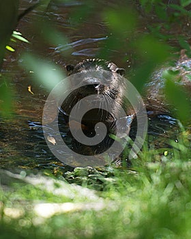 Otter animal Stock Photos.  Otter animal head close-up profile view