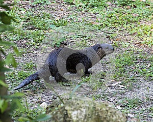 Otter animal Stock Photos.  Otter animal profile view