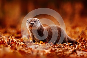 Otter, autumn orange wildlife. Eurasian otter, Lutra lutra, detail portrait of water animal in the nature habitat, Slovakia, water