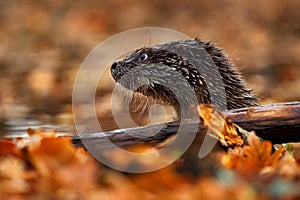 Otter, autumn orange wildlife. Eurasian otter, Lutra lutra, detail portrait of water animal in the nature habitat, Germany, water