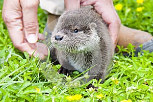 Otter baby photo