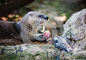 Otter with a carp