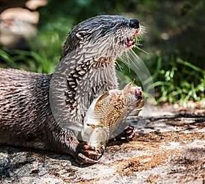 Otter with a carp