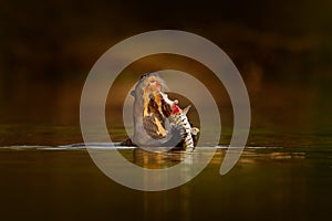 Otter with catch fish. Giant Otter, Pteronura brasiliensis, portrait in the river water level, Rio Negro, Pantanal, Brazil. Wildli photo