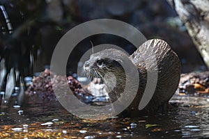 otter coming out of the water