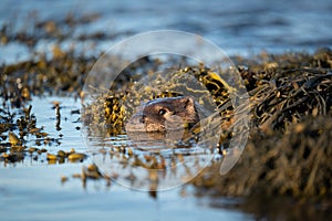 Otter cub Lutra lutra floating in a kelp bed