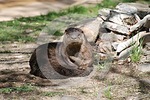 Otter in the dirt