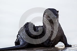 Otter on dock scratching itself.