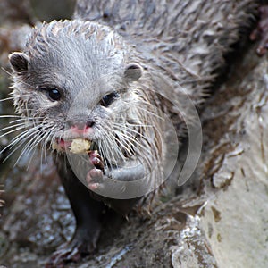 Otter eating