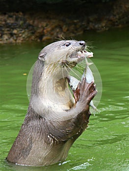 Otter eating fish