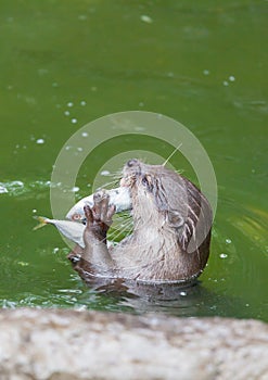 Otter eating the fish in the pool