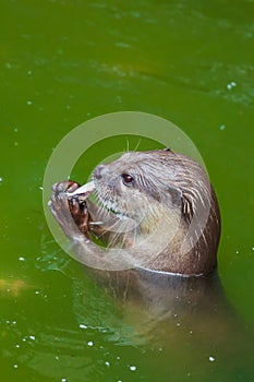 Otter eating