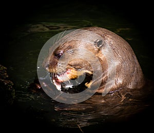 Otter Is eating a fish predator prey
