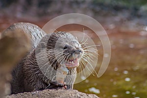 Otter Eating Shrimp in the Sun in ZSL London Zoo