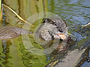Otter eating a shrimp in water